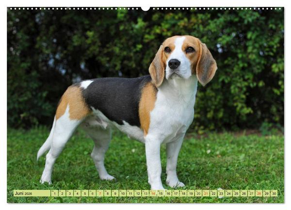 Produktbild: Beagle - Herz auf 4 Pfoten (Wandkalender 2026 DIN A2 quer), CALVENDO Monatskalender