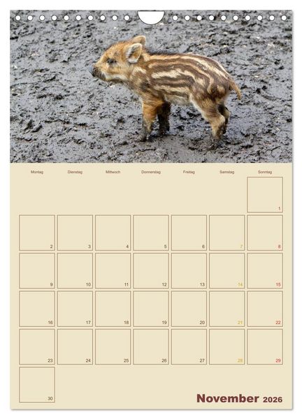 Produktbild: Wildschweine (Wandkalender 2026 DIN A4 hoch), CALVENDO Monatskalender