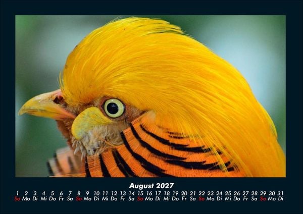 Produktbild: Welt der V&ouml;gel 2027 Fotokalender DIN A4