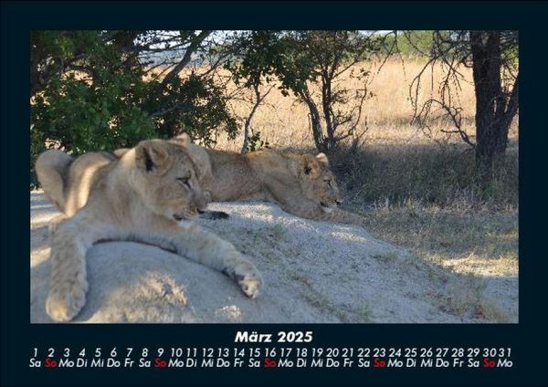 Produktbild: L&ouml;wen in der Wildnis 2025 Fotokalender DIN A5