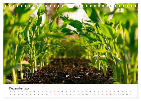 Produktbild: Frisches aus dem Gem&uuml;segarten (Wandkalender 2026 DIN A4 quer), CALVENDO Monatskalender
