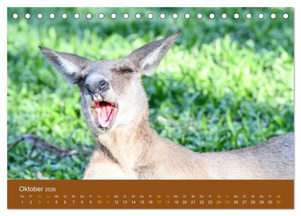 Produktbild: K&auml;ngurus, sprunghafte Gesellen (Tischkalender 2026 DIN A5 quer), CALVENDO Monatskalender