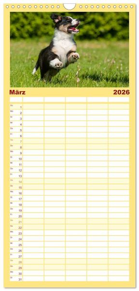 Produktbild: Familienplaner 2026 - Bekannt wie ein bunter Hund. Australian Shepherd mit 5 Spalten (Wandkalender, 21 x 45 cm) CALVENDO