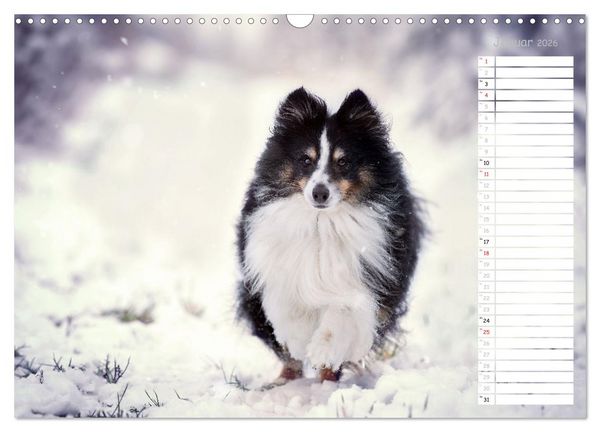Produktbild: Shetland Sheepdogs Blacky, Anry, Mojo 2026 (Wandkalender 2026 DIN A3 quer), CALVENDO Monatskalender