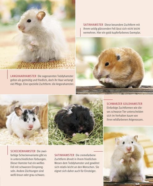 Produktbild: Hamster