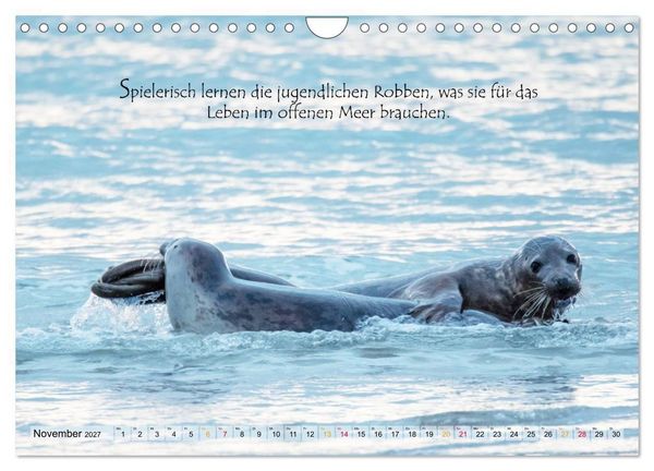 Produktbild: Kegelrobben auf der Insel D&uuml;ne (Wandkalender 2027 DIN A4 quer), CALVENDO Monatskalender