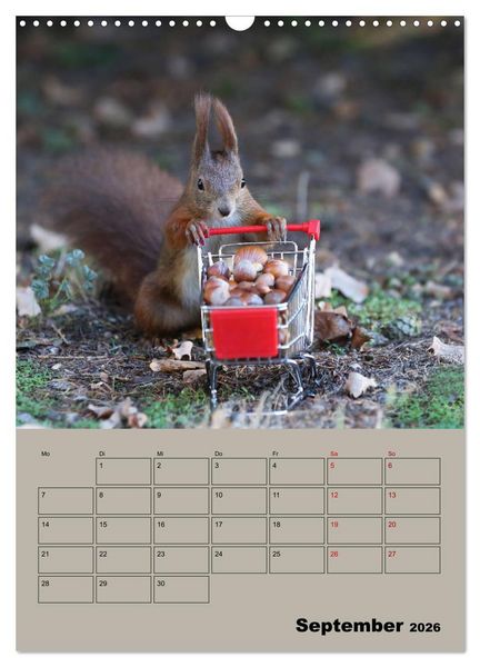 Produktbild: Eichh&ouml;rnchen - Planer (Wandkalender 2026 DIN A3 hoch), CALVENDO Monatskalender