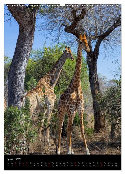 Produktbild: S&uuml;dafrika - Sehenswerte Panorama Route (hochwertiger Premium Wandkalender 2026 DIN A2 hoch), Kunstdruck in Hochglanz