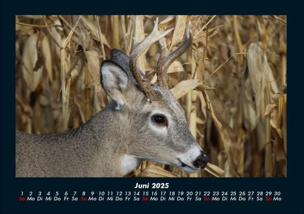 Produktbild: Welt der Tiere 2025 Fotokalender DIN A4
