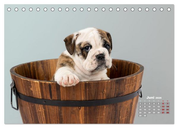Produktbild: Old English Bulldog Welpen (Tischkalender 2026 DIN A5 quer), CALVENDO Monatskalender