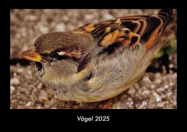 Produktbild: V&ouml;gel 2025 Fotokalender DIN A3