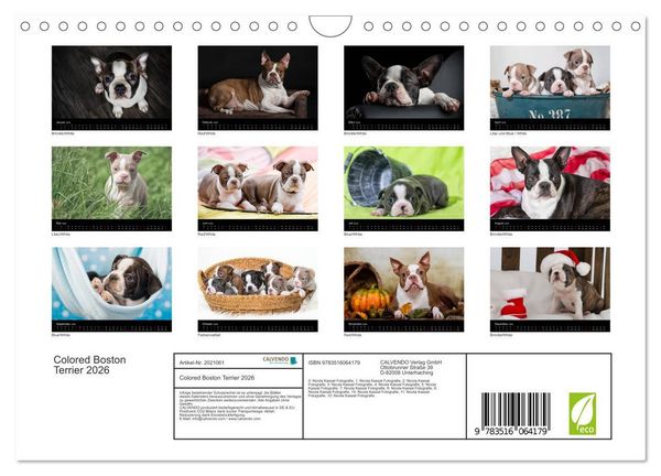 Produktbild: Colored Boston Terrier 2026 (Wandkalender 2026 DIN A4 quer), CALVENDO Monatskalender