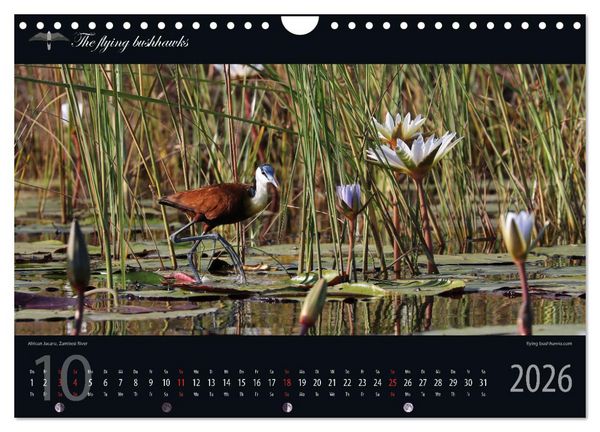 Produktbild: Botswana Blickwinkel 2026 (Wandkalender 2026 DIN A4 quer), CALVENDO Monatskalender