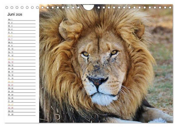 Produktbild: LION KING SELFIES L&ouml;wen hautnah (Wandkalender 2026 DIN A4 quer), CALVENDO Monatskalender