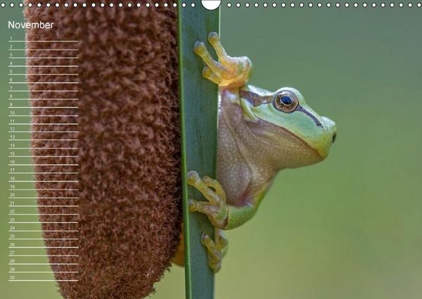 Produktbild: Nah ... N&auml;her ... MAKRO (Wandkalender immerw&auml;hrend DIN A3 quer)