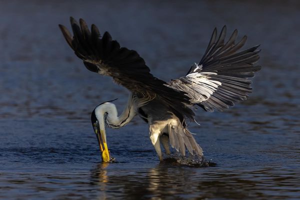 Produktbild: Pantanal