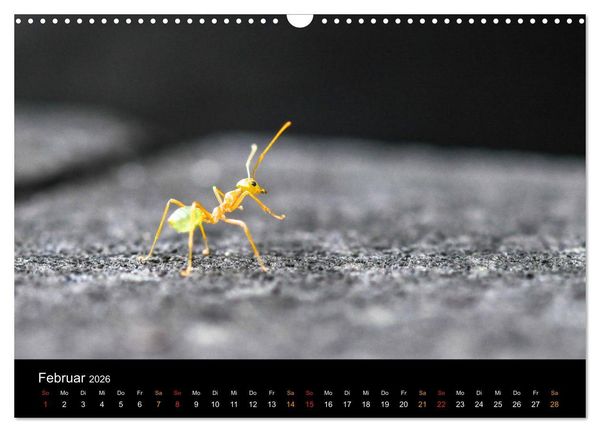 Produktbild: Australien, tierischer Kontinent (Wandkalender 2026 DIN A3 quer), CALVENDO Monatskalender