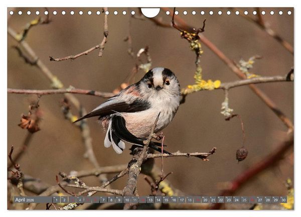 Produktbild: V&ouml;gel ganz nah (Wandkalender 2026 DIN A4 quer), CALVENDO Monatskalender