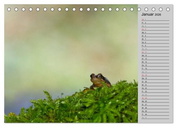 Produktbild: Salamander und Co. (Tischkalender 2026 DIN A5 quer), CALVENDO Monatskalender