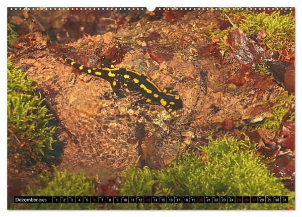 Produktbild: Im Revier der Salamander (hochwertiger Premium Wandkalender 2026 DIN A2 quer), Kunstdruck in Hochglanz