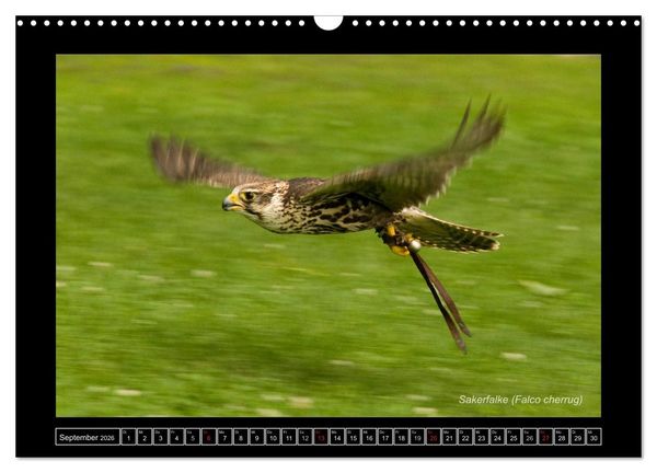 Produktbild: Falken im Flug und im Portr&auml;t (Wandkalender 2026 DIN A3 quer), CALVENDO Monatskalender