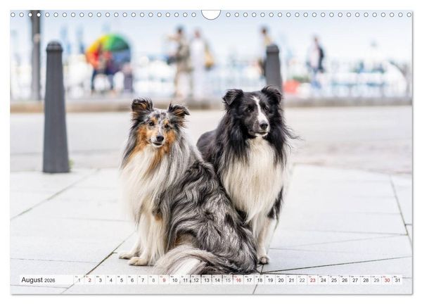 Produktbild: Hamburger Hafencity - Unterwegs mit den Shelties Finn und Louis (Wandkalender 2026 DIN A3 quer), CALVENDO Monatskalender