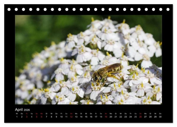 Produktbild: Die Wildbienen Deutschlands (Tischkalender 2026 DIN A5 quer), CALVENDO Monatskalender