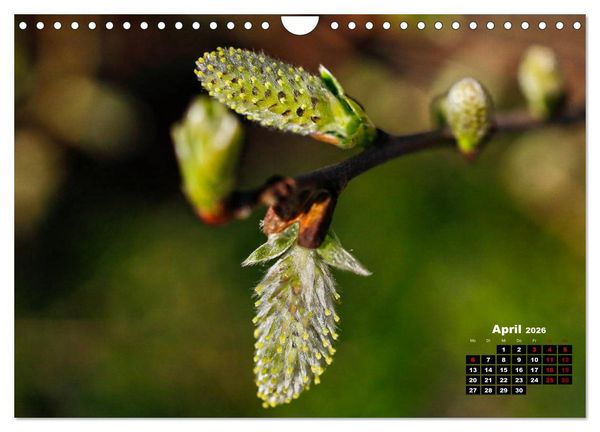 Produktbild: B&auml;ume im Detail (Wandkalender 2026 DIN A4 quer), CALVENDO Monatskalender