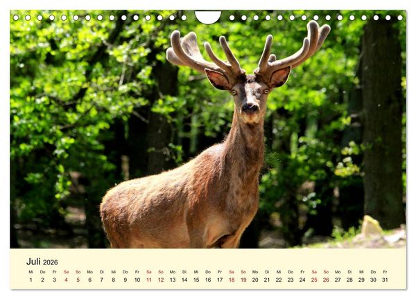 Produktbild: Der Rothirsch - Der K&ouml;nig in unseren W&auml;ldern (Wandkalender 2026 DIN A4 quer), CALVENDO Monatskalender