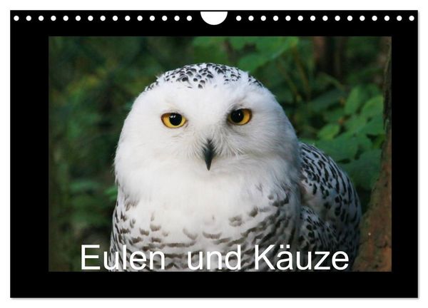 Produktbild: Eulen und K&auml;uze (Wandkalender 2026 DIN A4 quer), CALVENDO Monatskalender