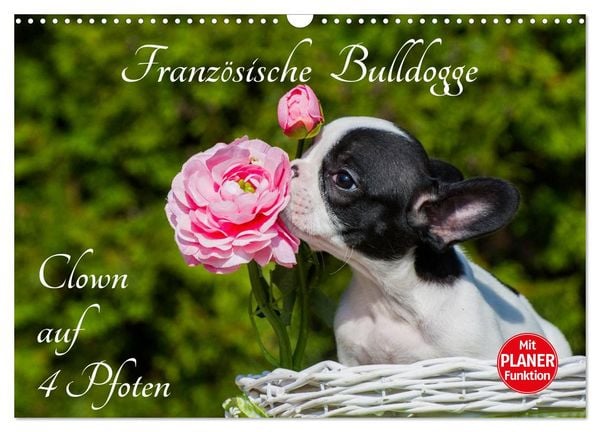 Französische Bulldogge - Clown auf 4 Pfoten (Wandkalender 2026 DIN A3 quer), CALVENDO Monatskalender