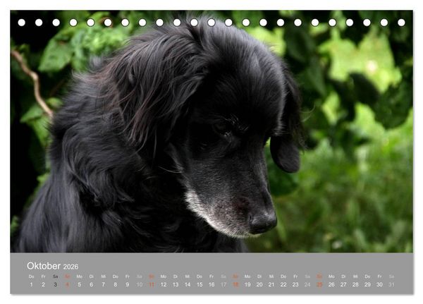 Produktbild: Graue Schnuten - Hunde in den besten Jahren (Tischkalender 2026 DIN A5 quer), CALVENDO Monatskalender