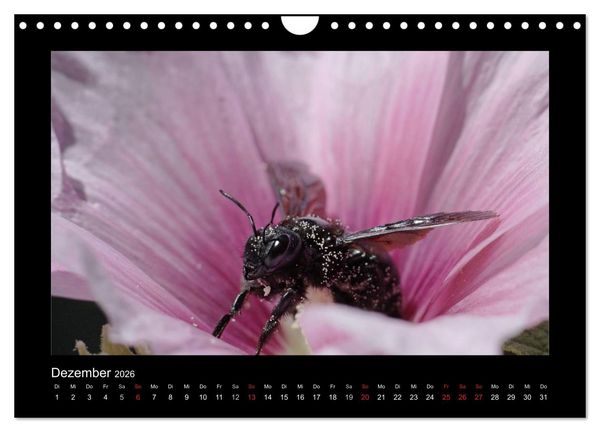 Produktbild: Die Wildbienen Deutschlands (Wandkalender 2026 DIN A4 quer), CALVENDO Monatskalender