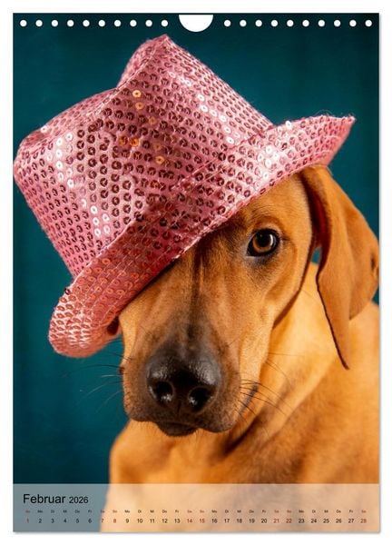 Produktbild: Witzige Hunde (Wandkalender 2026 DIN A4 hoch), CALVENDO Monatskalender