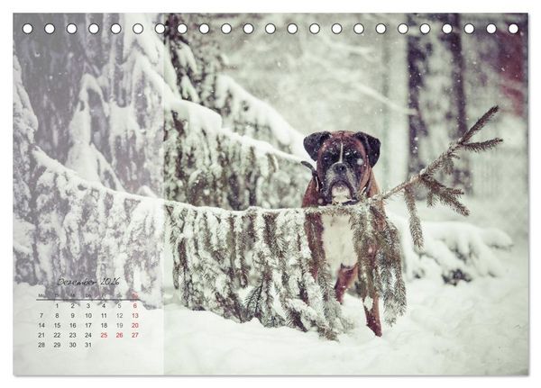 Produktbild: Deutscher Boxer 2026 (Tischkalender 2026 DIN A5 quer), CALVENDO Monatskalender