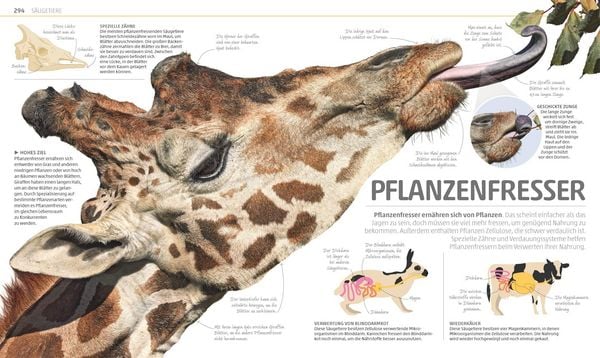 Produktbild: Mega-Wissen. Natur