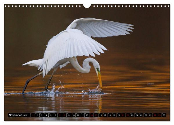 Produktbild: Eleganz in Wei&szlig; - Der Silberreiher (Wandkalender 2026 DIN A3 quer), CALVENDO Monatskalender