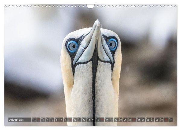 Produktbild: blick kontakt mit tieren im &ouml;stlichen und s&uuml;dlichen afrika (Wandkalender 2026 DIN A3 quer), CALVENDO Monatskalender