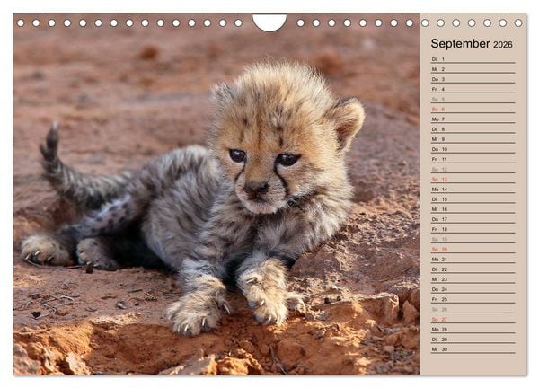 Produktbild: Geparden - Ein Leben in Afrika (Wandkalender 2026 DIN A4 quer), CALVENDO Monatskalender