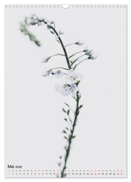 Produktbild: Pure Flowers (Wandkalender 2026 DIN A3 hoch), CALVENDO Monatskalender