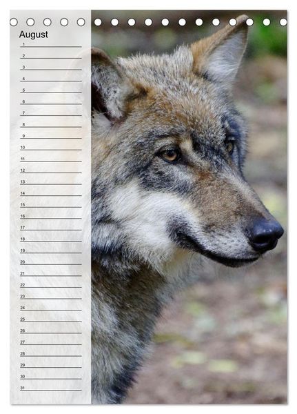 Produktbild: Der Wolf - Isegrim in den heimischen W&auml;ldern - Kalender 2026 (Tischkalender 2026 DIN A5 hoch), CALVENDO Monatskalender