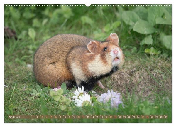 Produktbild: Feldhamster Herbert Kleine Pfoten, gro&szlig;e Pers&ouml;nlichkeit (hochwertiger Premium Wandkalender 2026 DIN A2 quer), Kunstdruck in Hochglanz