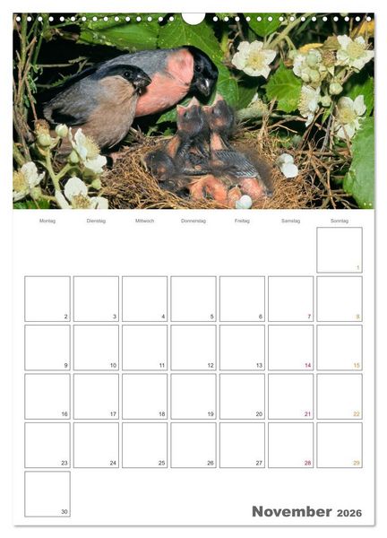 Produktbild: Sperlingsv&ouml;gel an der Schwelle zum Leben (Wandkalender 2026 DIN A3 hoch), CALVENDO Monatskalender