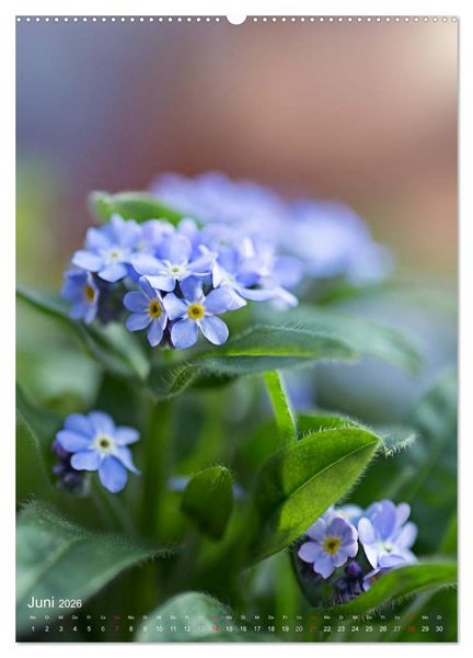 Produktbild: NATUR PUR Kleine Blumen am Wegesrand (Wandkalender 2026 DIN A2 hoch), CALVENDO Monatskalender