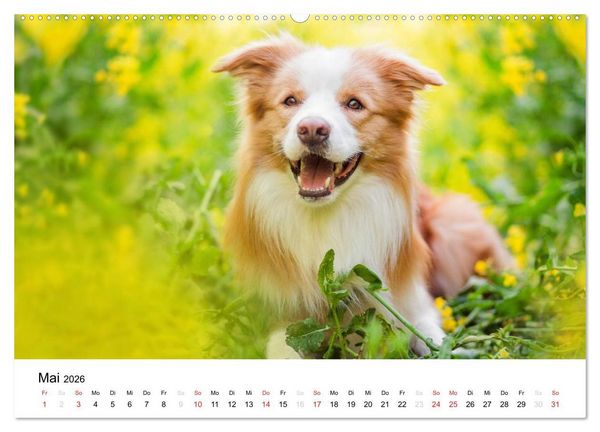 Produktbild: Border Collies 2026 (hochwertiger Premium Wandkalender 2026 DIN A2 quer), Kunstdruck in Hochglanz