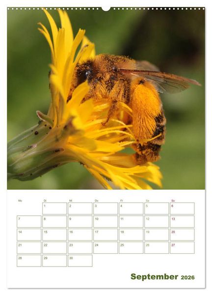 Produktbild: Wildbienen-Terminplaner 2026 (Wandkalender 2026 DIN A2 hoch), CALVENDO Monatskalender