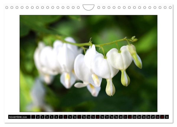 Produktbild: Charmantes fleurs blanches (Calendrier mural 2026 DIN A4 vertical), CALVENDO calendrier mensuel