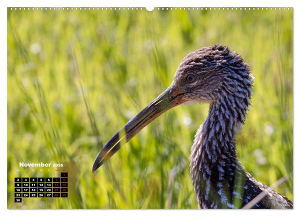 Produktbild: Floridas wunderbare Vogelwelt (hochwertiger Premium Wandkalender 2026 DIN A2 quer), Kunstdruck in Hochglanz