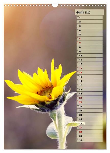 Produktbild: Leuchtende Sonnenblumen, sonnige Aussichten das ganze Jahr (Wandkalender 2026 DIN A3 hoch), CALVENDO Monatskalender