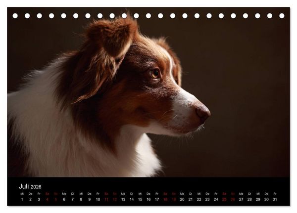 Produktbild: Charmante Australian Shepherds (Tischkalender 2026 DIN A5 quer), CALVENDO Monatskalender